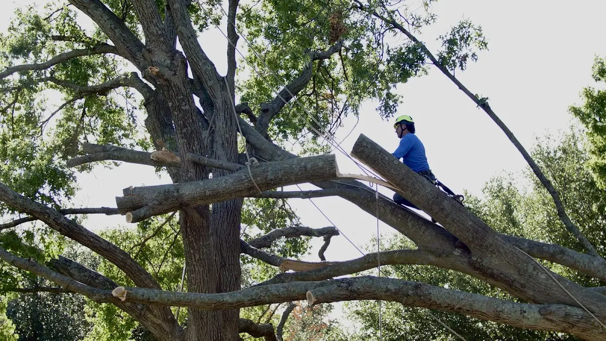 Professional Hazardous Tree Removal performed by certified arborists in Monroe
