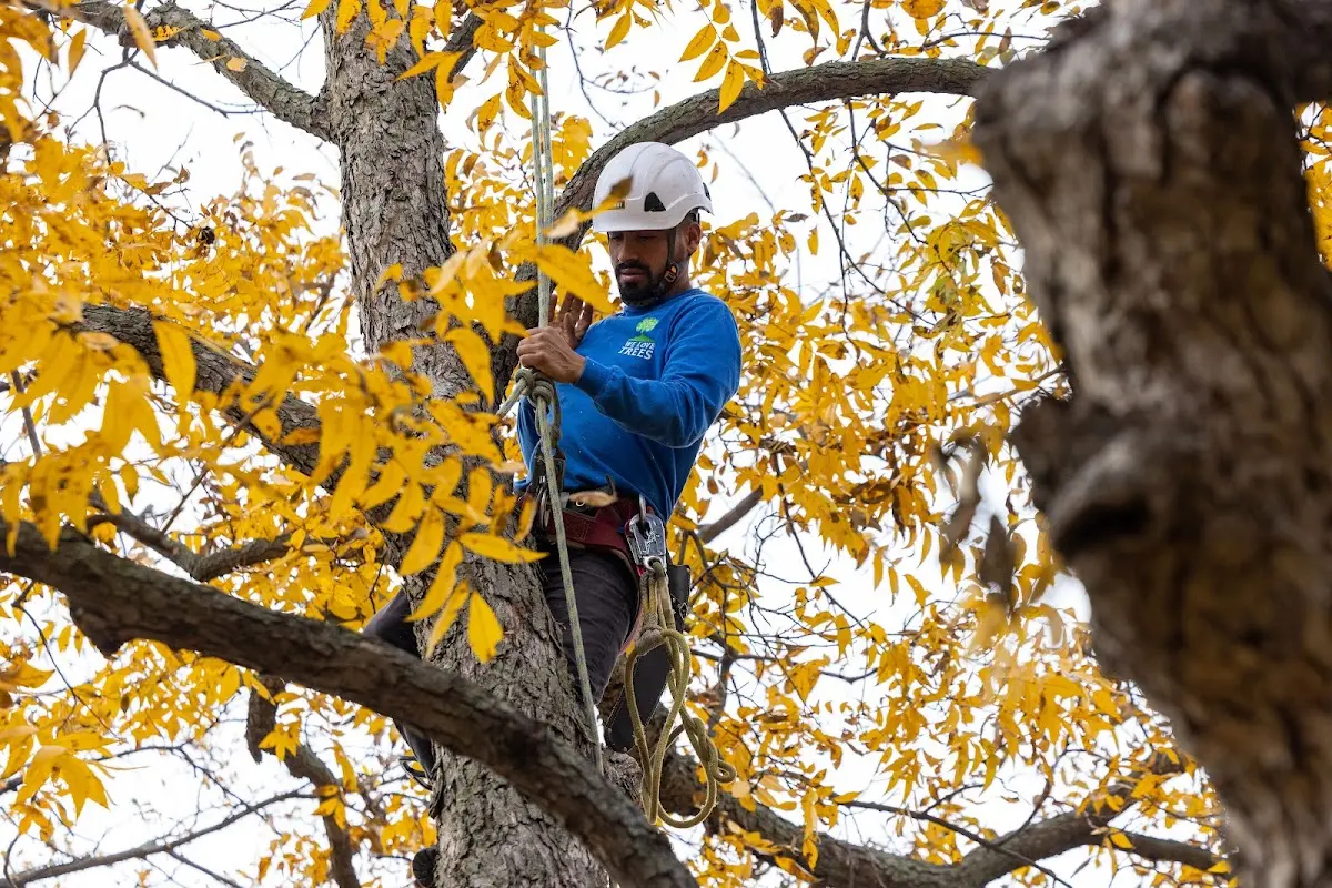 Skilled Tree Trimming crew working in Monroe